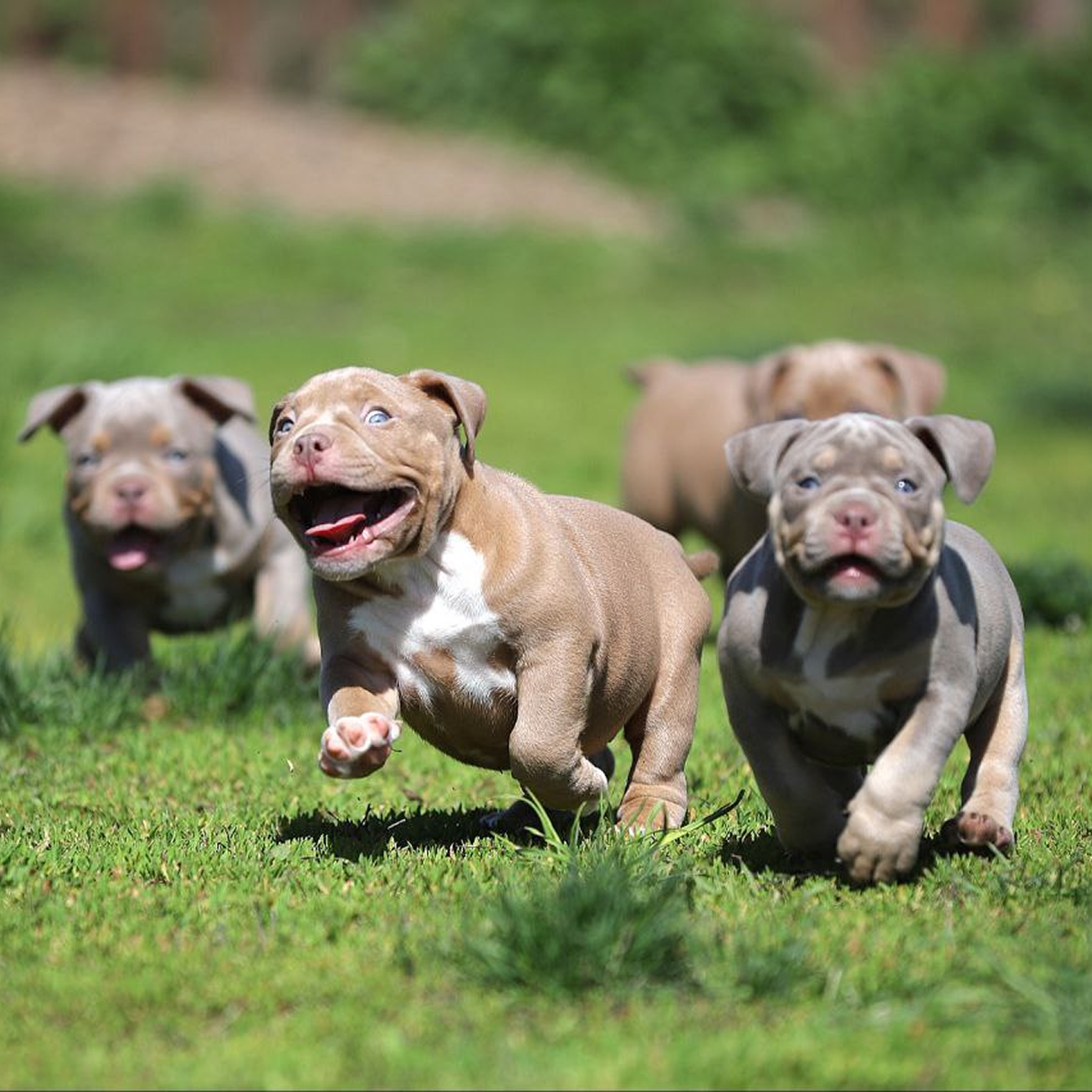 🐾 Сколько живут американские булли: от генетики до заботы