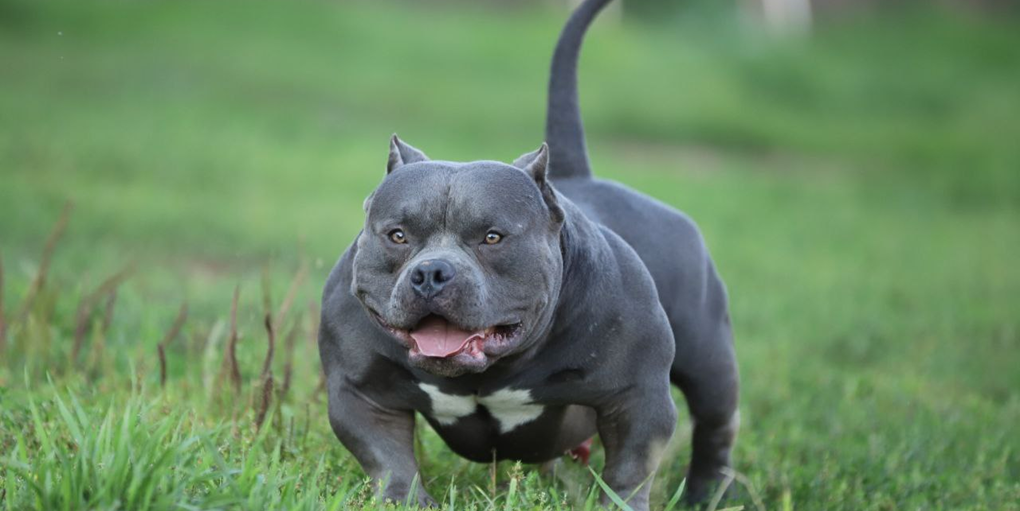 Когда кастрировать щенка: возраст, плюсы и минусы