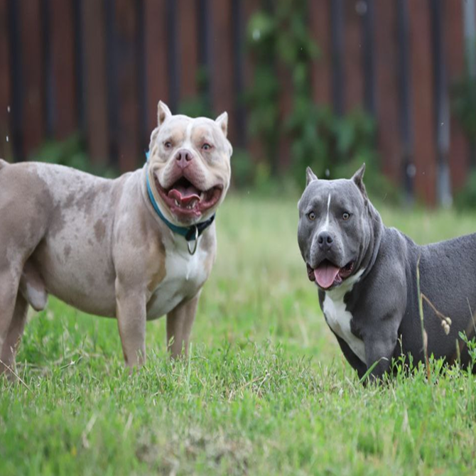 Американский булли: 7 минусов, о которых стоит знать заранее