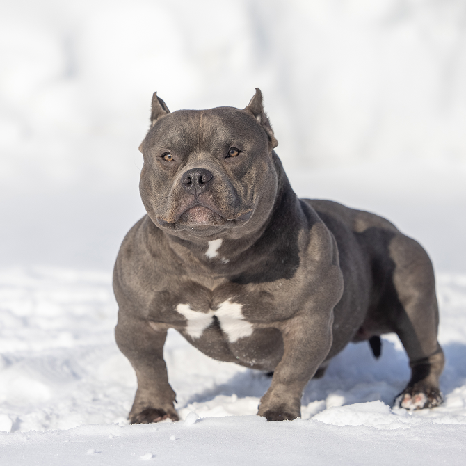 🇺🇸 Американский булли: 9 причин, почему его выбирают как собаку-компаньона