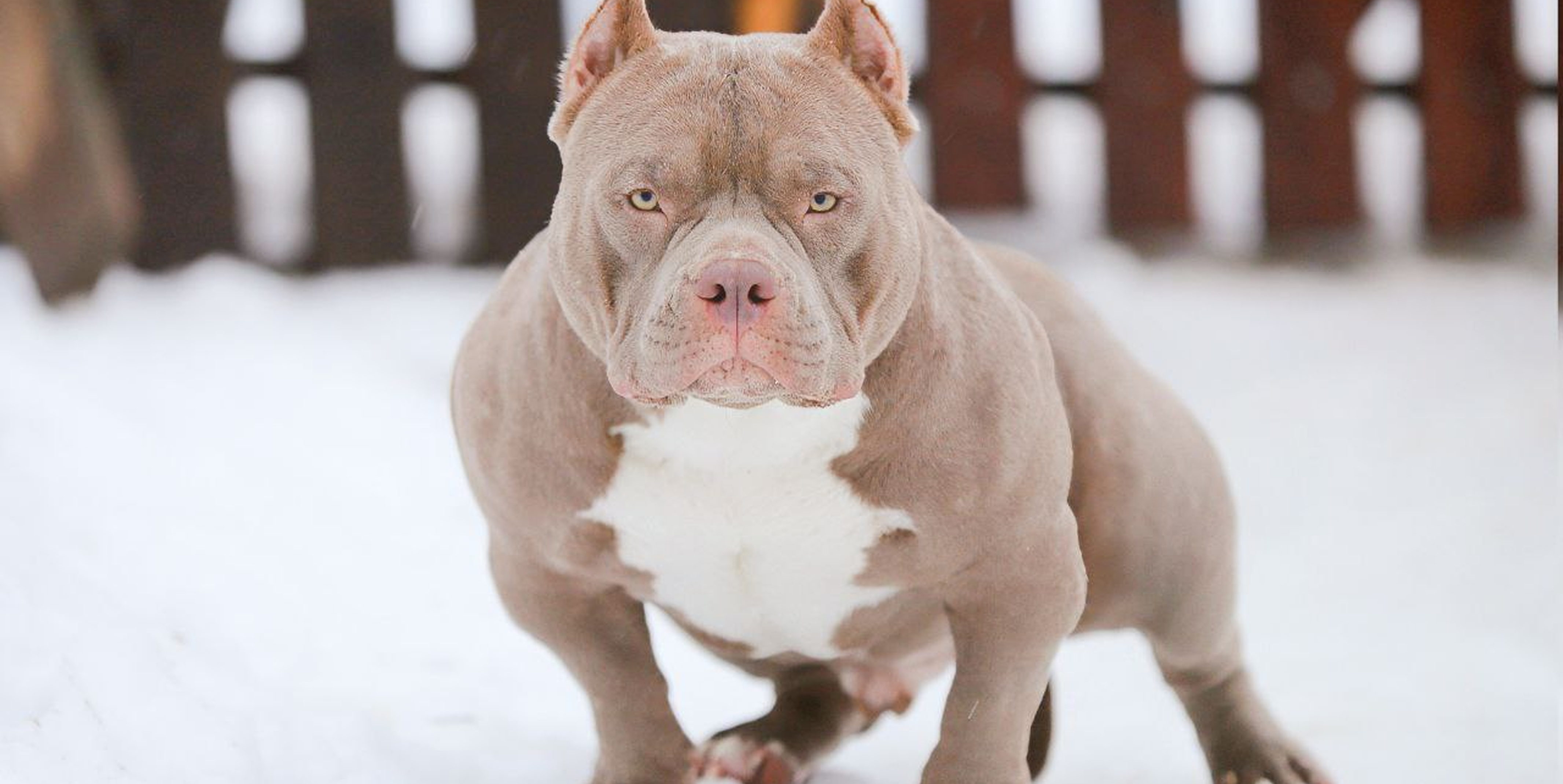 Как полностью избавить собаку от аллергии: правда, о которой редко говорят