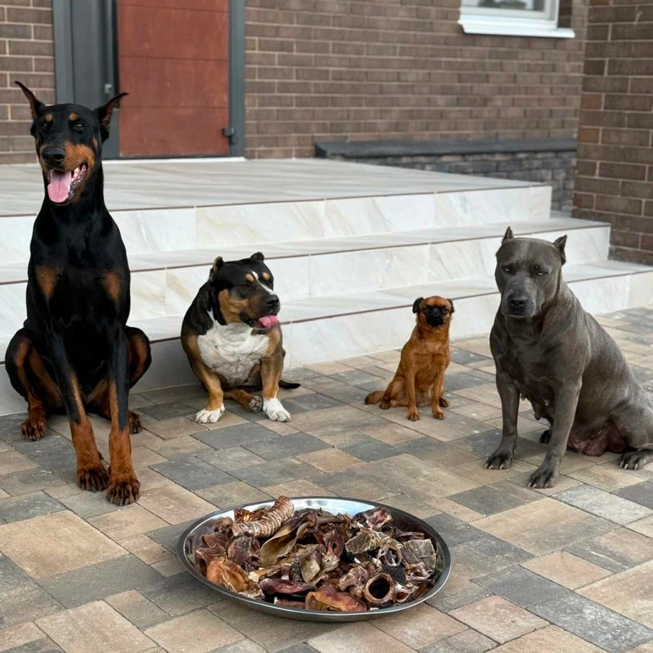 Как отучить собаку подбирать еду с пола