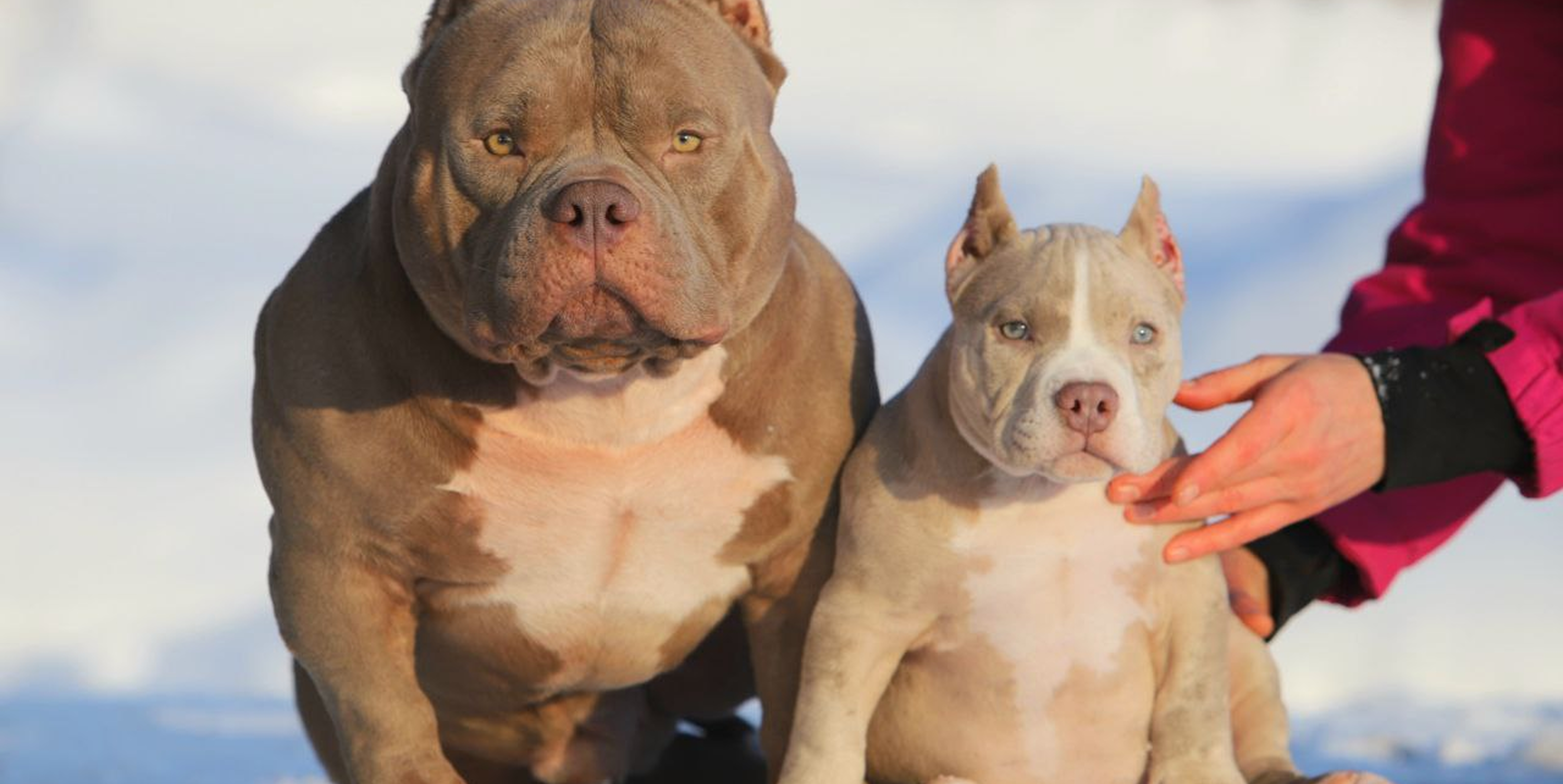 Alfabulls: щенки истинных американских буллей