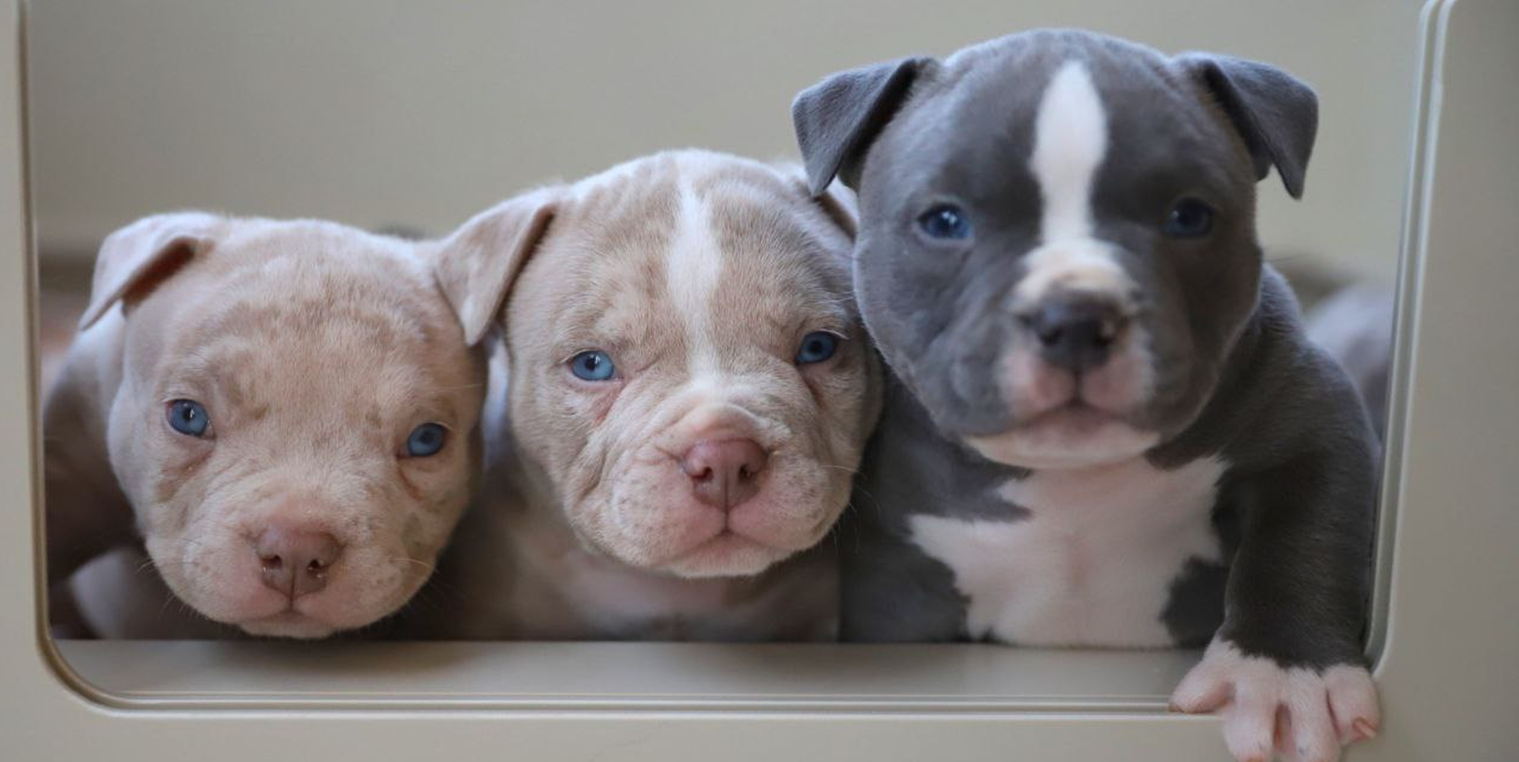 Сколько щенков у американского булли: от микро до XL — что ждать от помёта