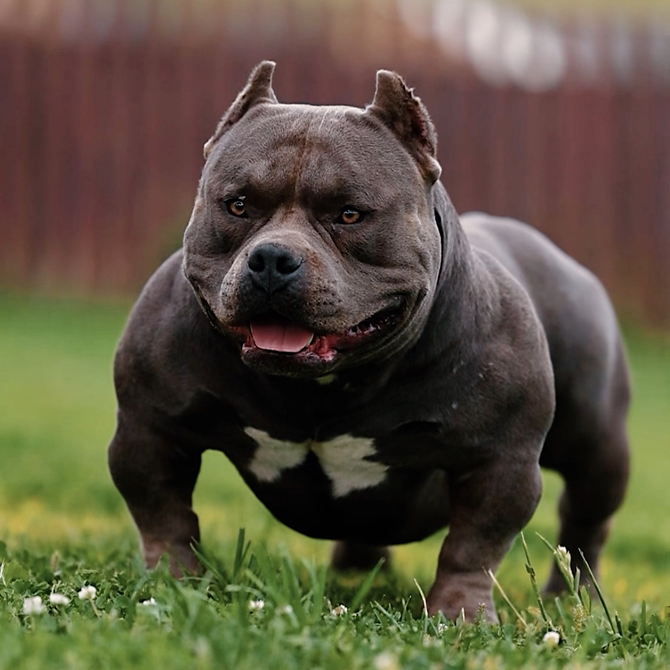 🇺🇸 Американский булли — добродушный атлет с грозной внешностью
