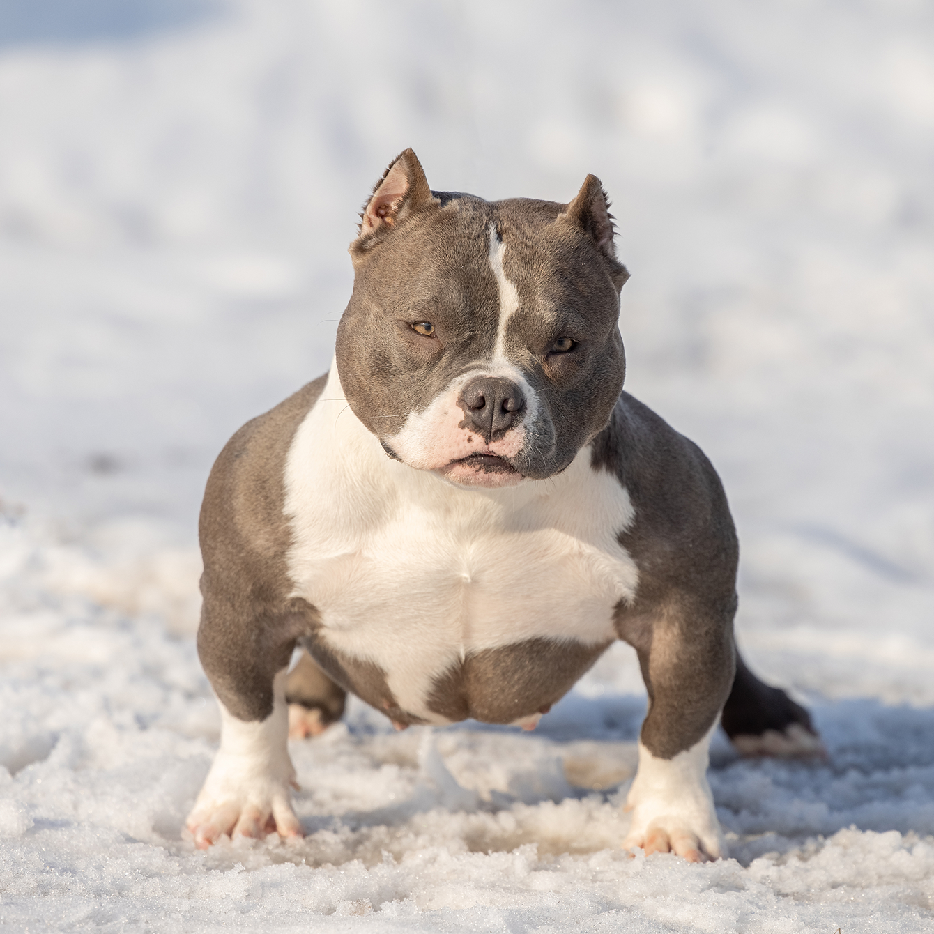 AlfaBulls: питание для блестящей шерсти и здоровой кожи