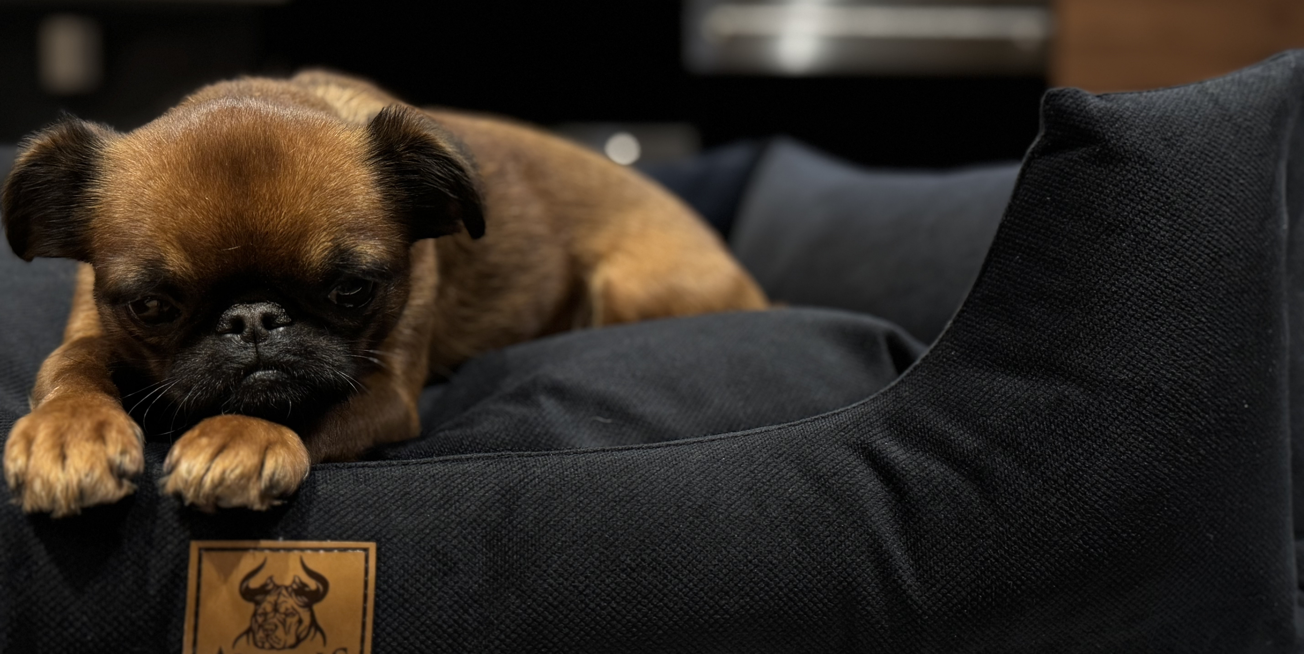 🐕 Сепарационная тревога у собак: как помочь питомцу справиться с одиночеством