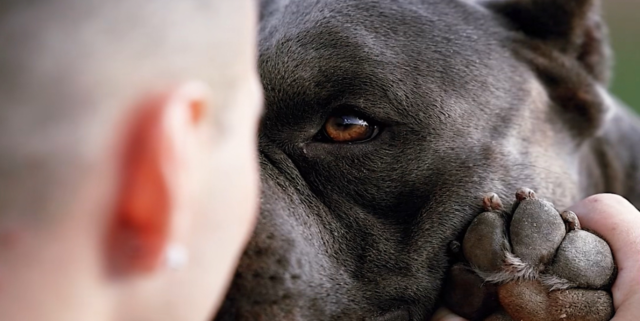 Американский булли — характер с сюрпризом: ласковый гигант, но с твёрдым стержнем