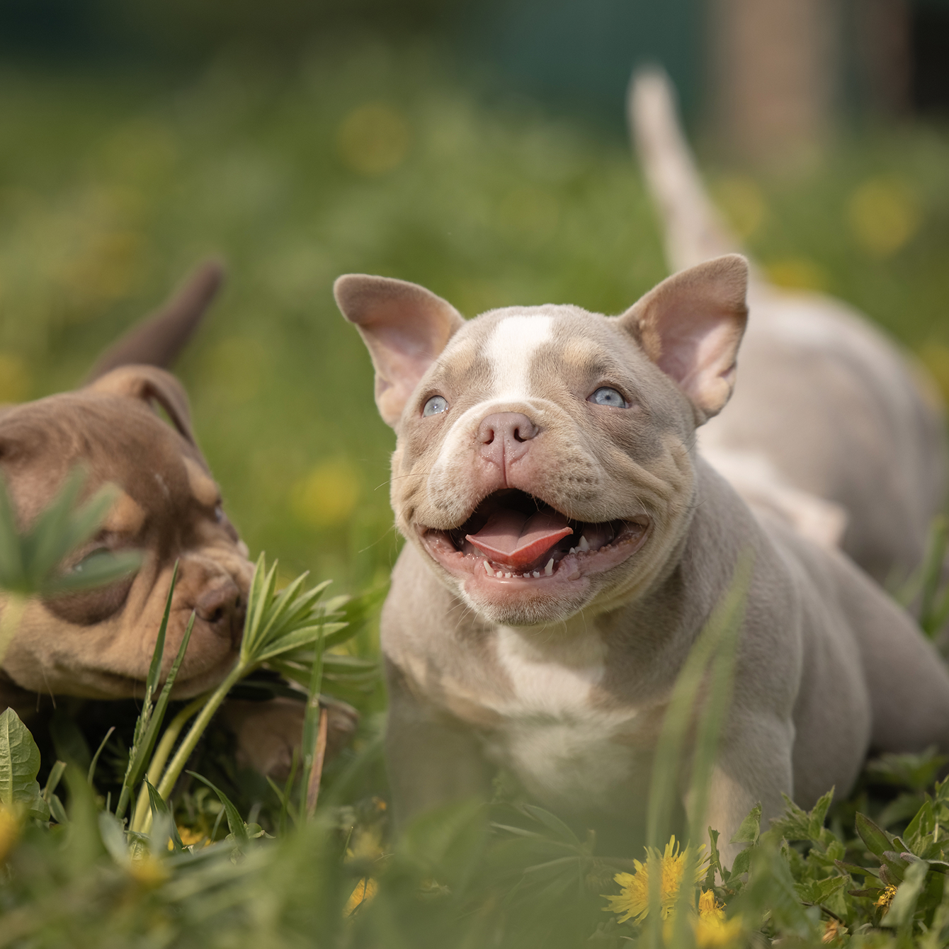Корм Alfabulls для щенков американского булли — старт силы и здоровья