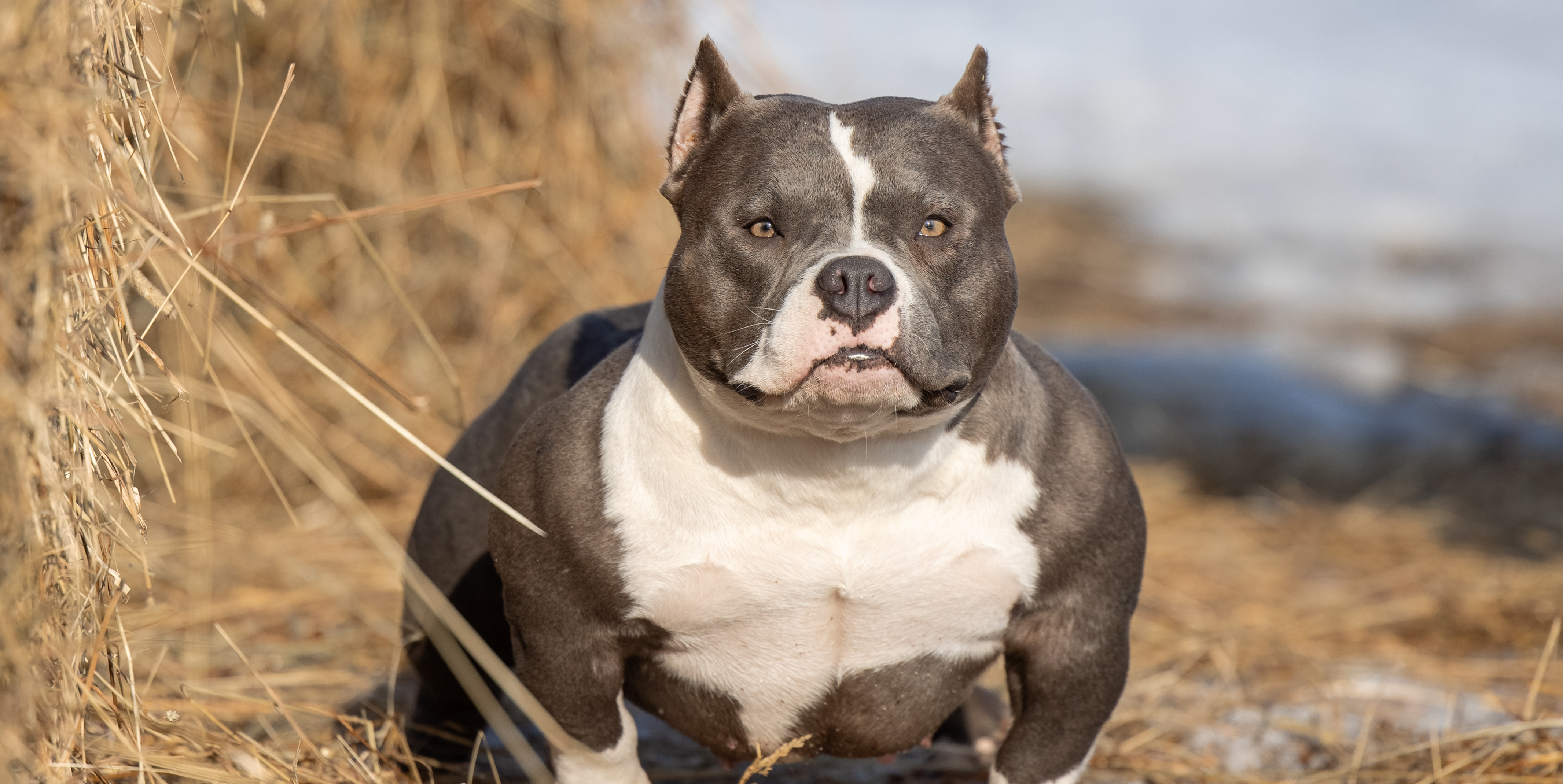 AlfaBulls: сухой корм для американских булли — протестировано одним из лучших питомников в мире