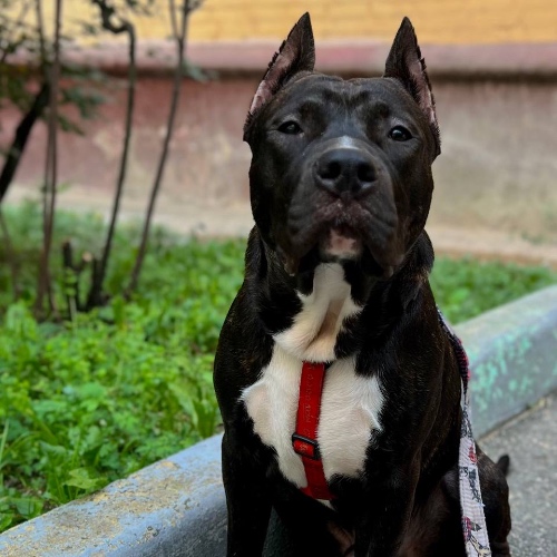 Аватар клиента