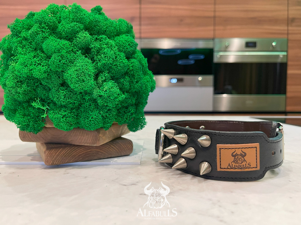 Двуслойный ошейник с шипами (узкий) AlfaBulls