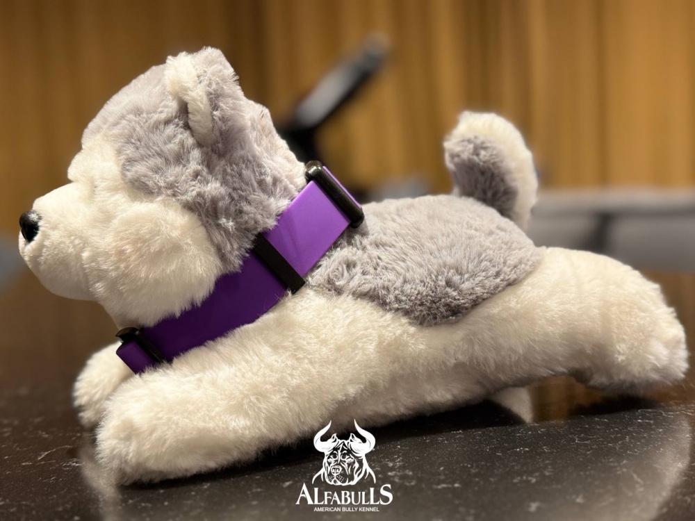 Ошейник для собак из биотана (фиолетовый) AlfaBulls