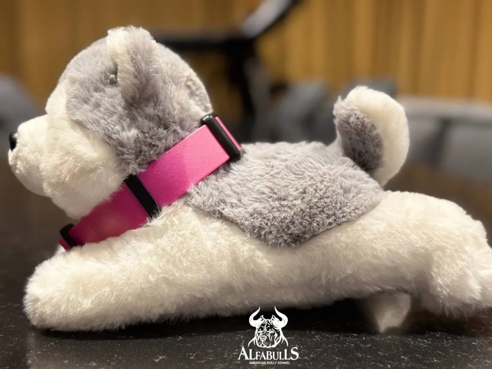 Ошейник для собак из биотана (малиновый) AlfaBulls