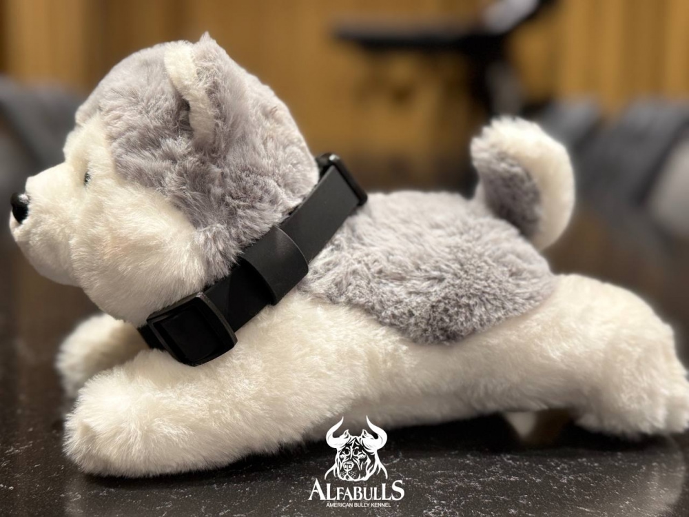 Ошейник для собак из биотана (черный) AlfaBulls