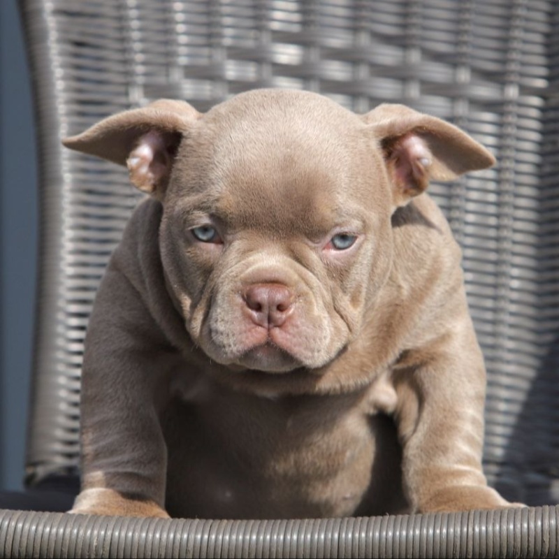 Лиловая сука