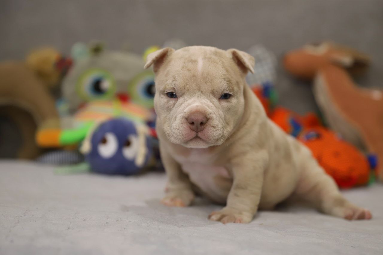 Сука лиловый мерле