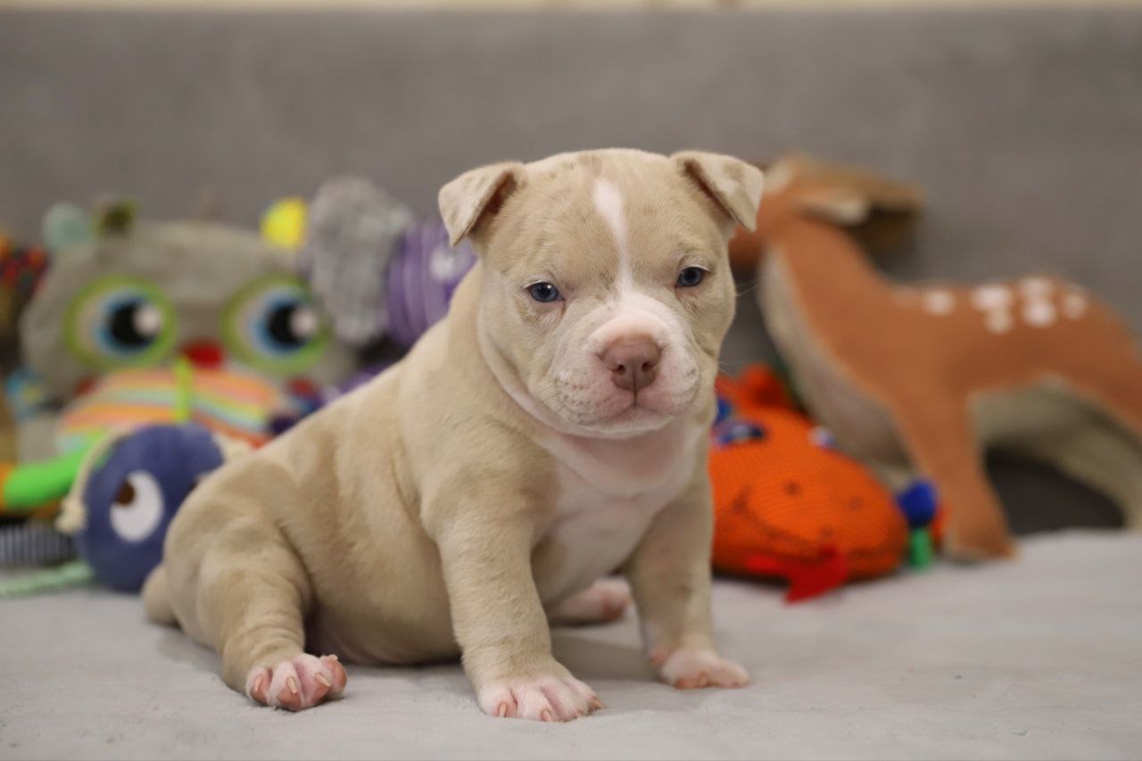 Кобель лиловый мерле (1)