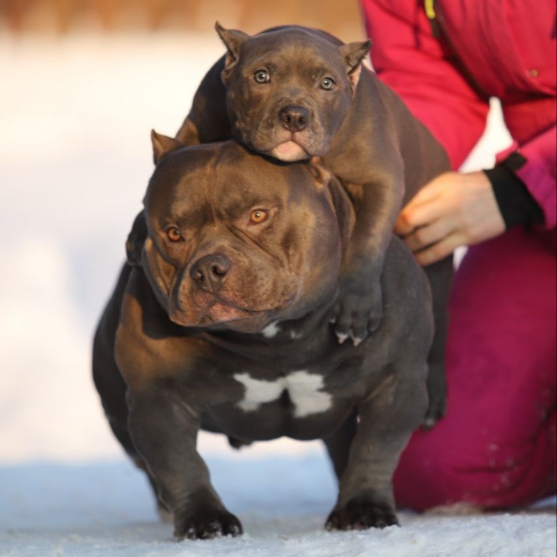 Голубой кобель