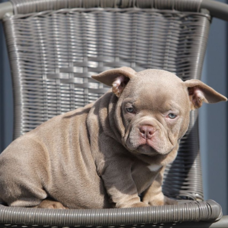 Лиловая сука