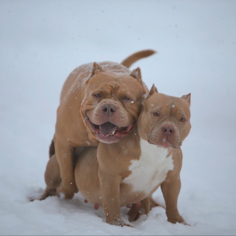 Предварительное бронирование
