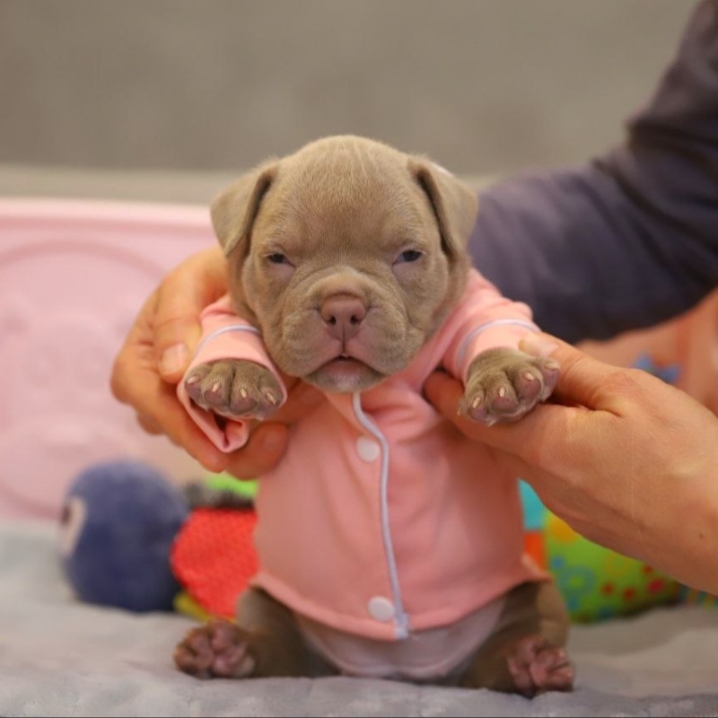 Лиловая сука