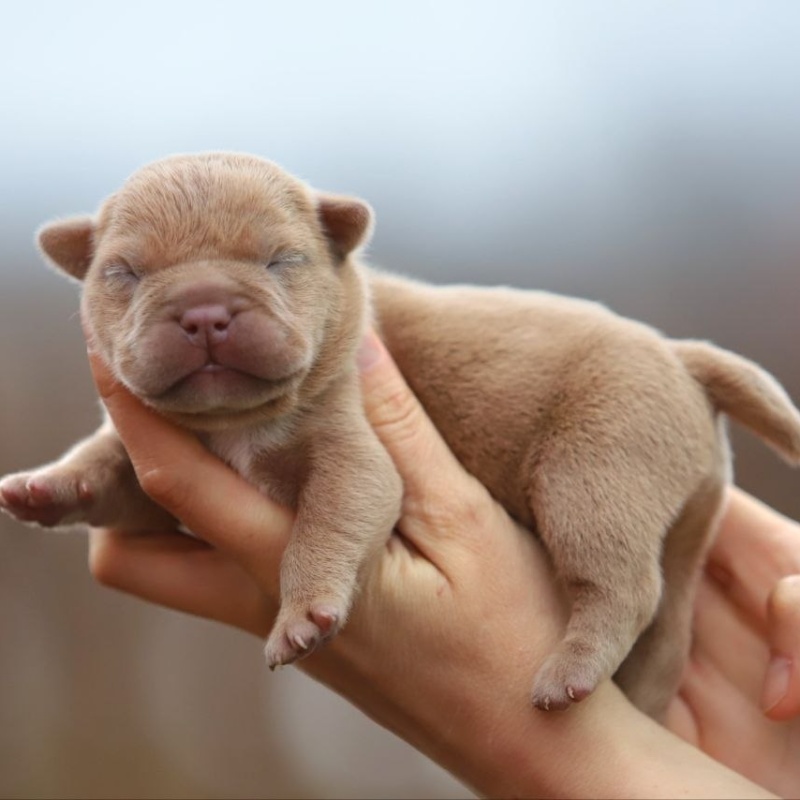 Жёлтый кобель