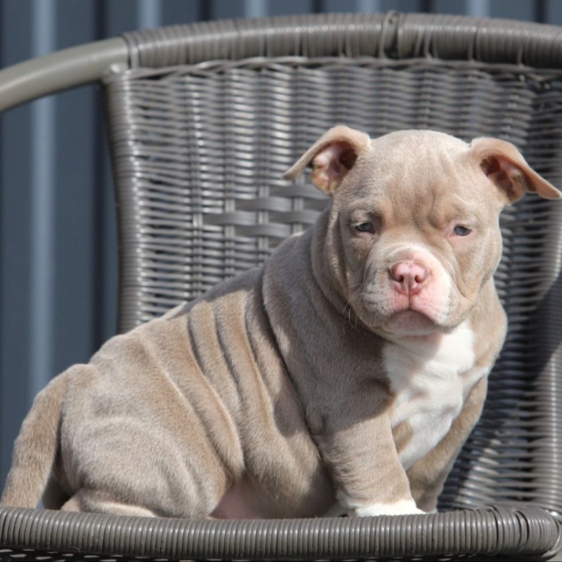 Лиловый кобель