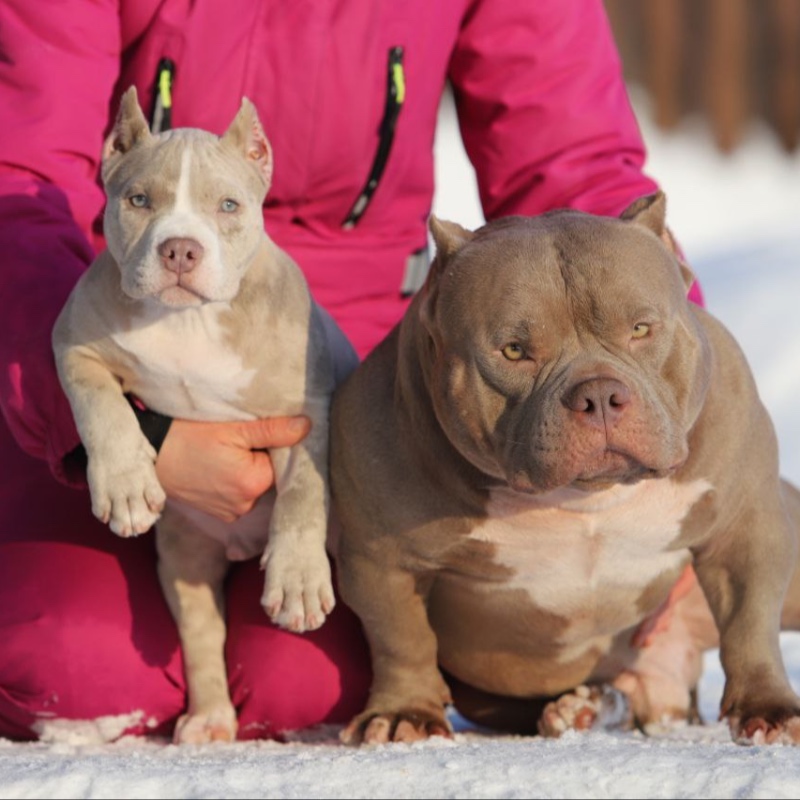 Кобель лиловый мерле_