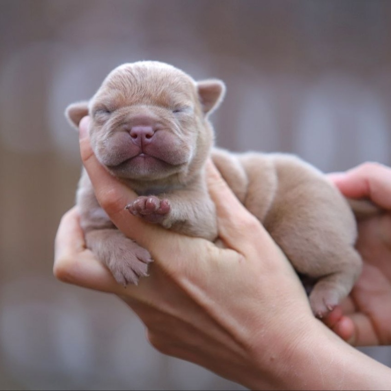 Жёлтый кобель