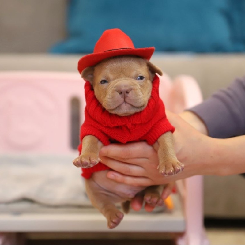 Жёлтый кобель