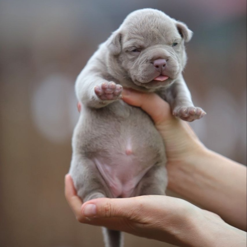 Лиловая сука