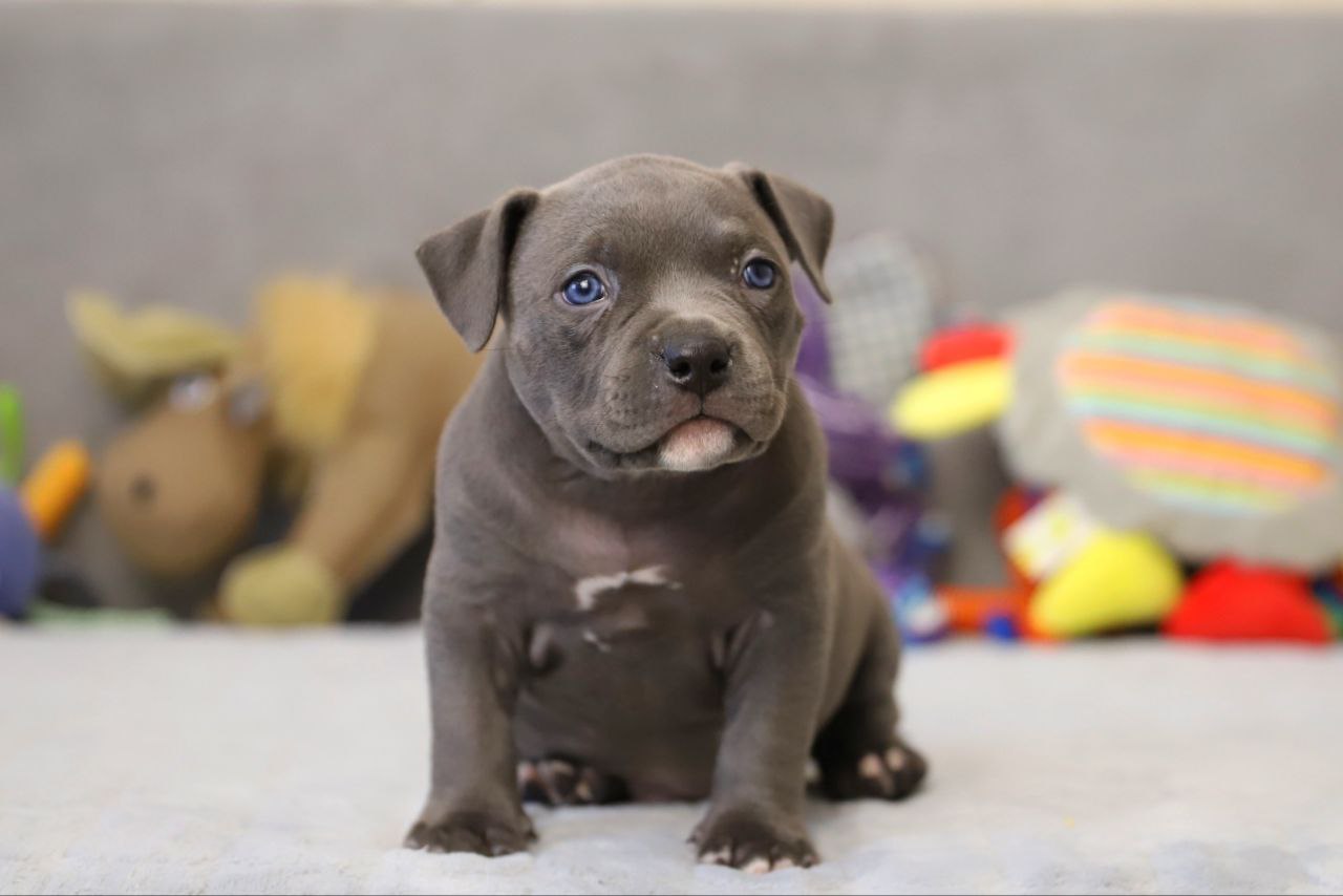 Голубой кобель (1)