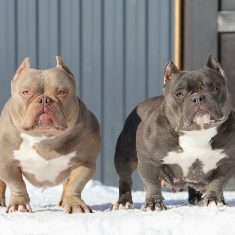 Лиловая сука