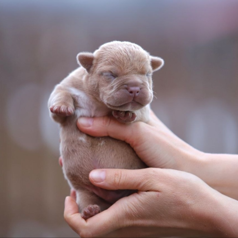 Жёлтый кобель