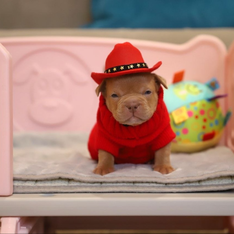 Жёлтый кобель