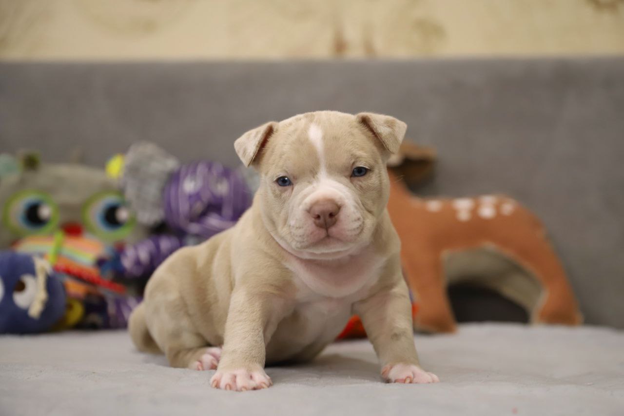 Кобель лиловый мерле (1)