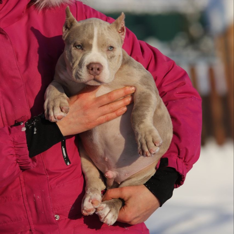 Кобель лиловый мерле_