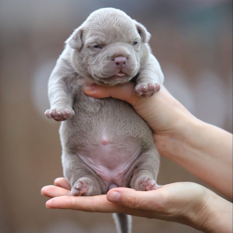 Лиловая сука