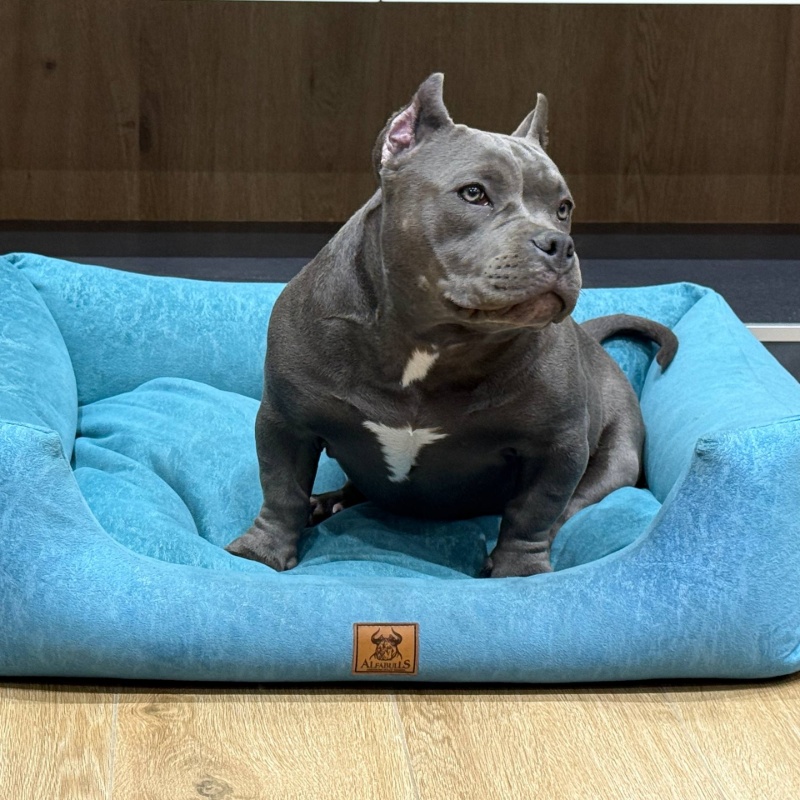 Голубая сука