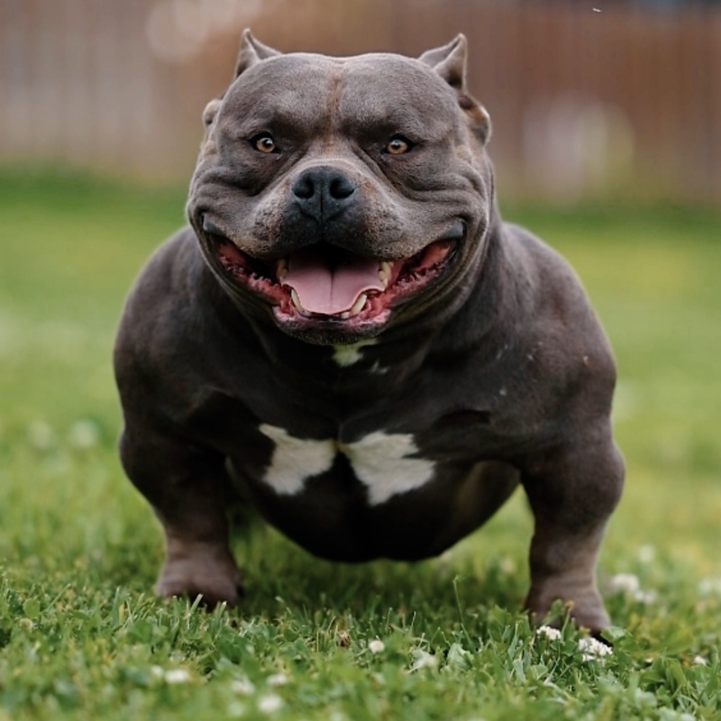 Голубая сука