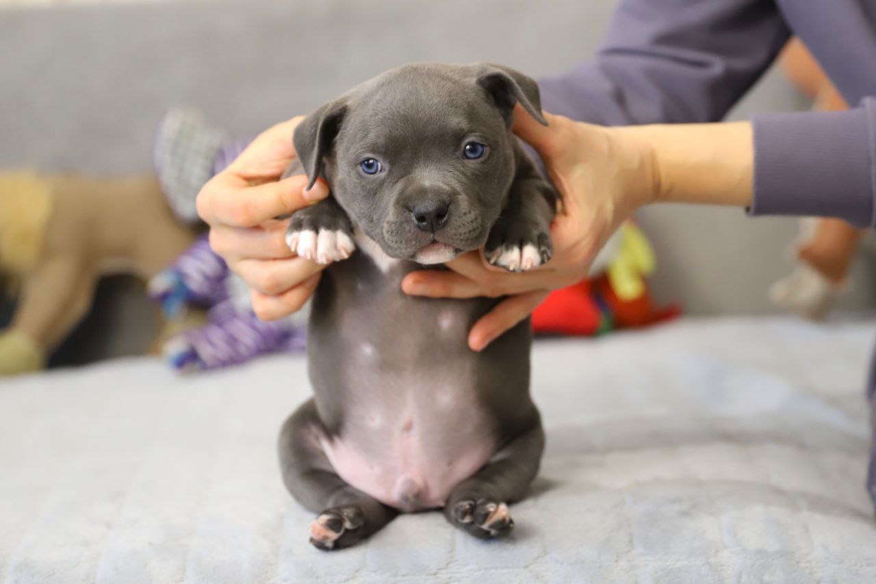 Голубой кобель (2)