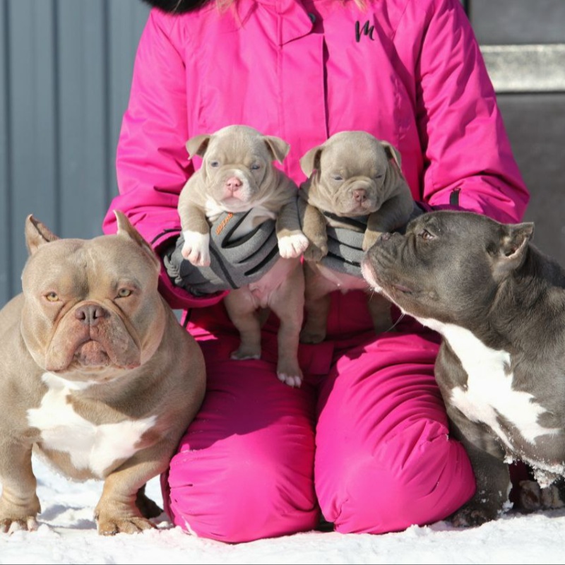 Лиловая сука