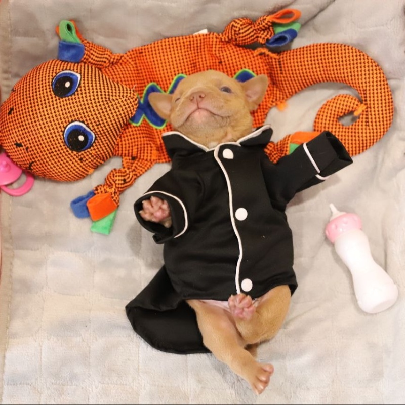 Жёлтый кобель