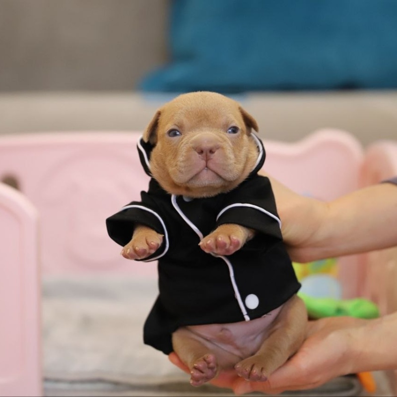 Жёлтый кобель