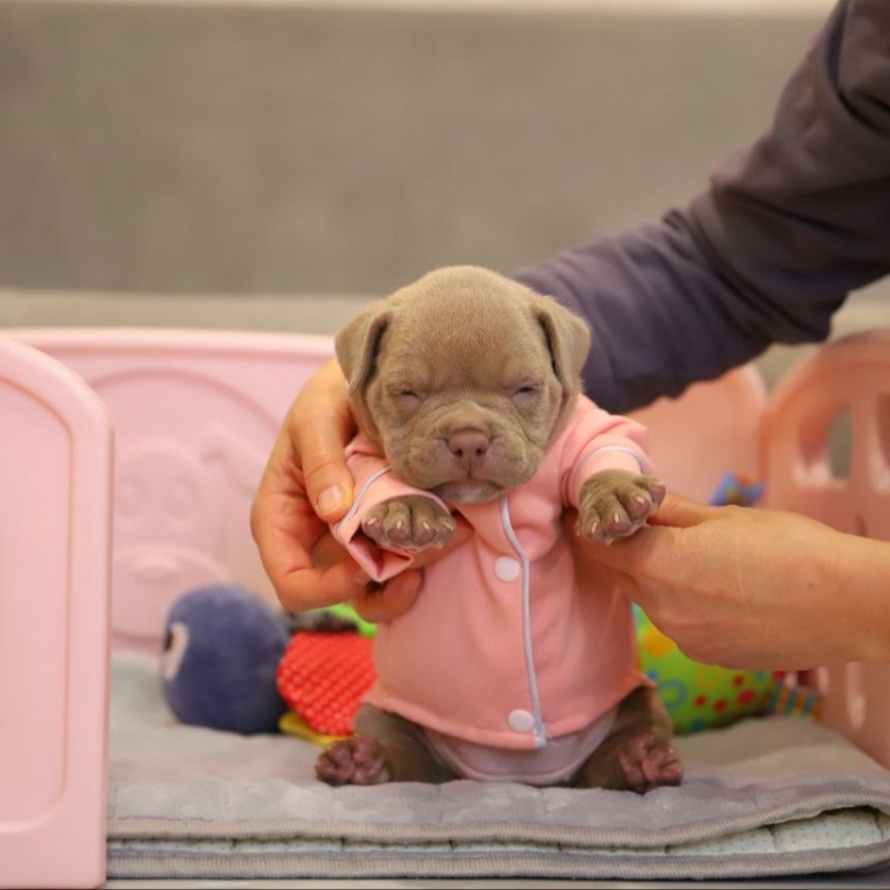 Лиловая сука