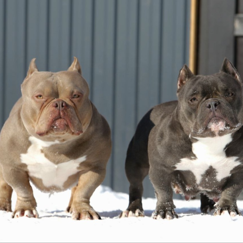 Лиловый кобель