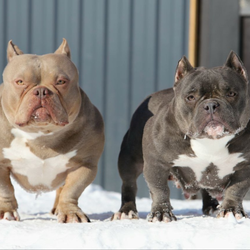 Лиловая сука