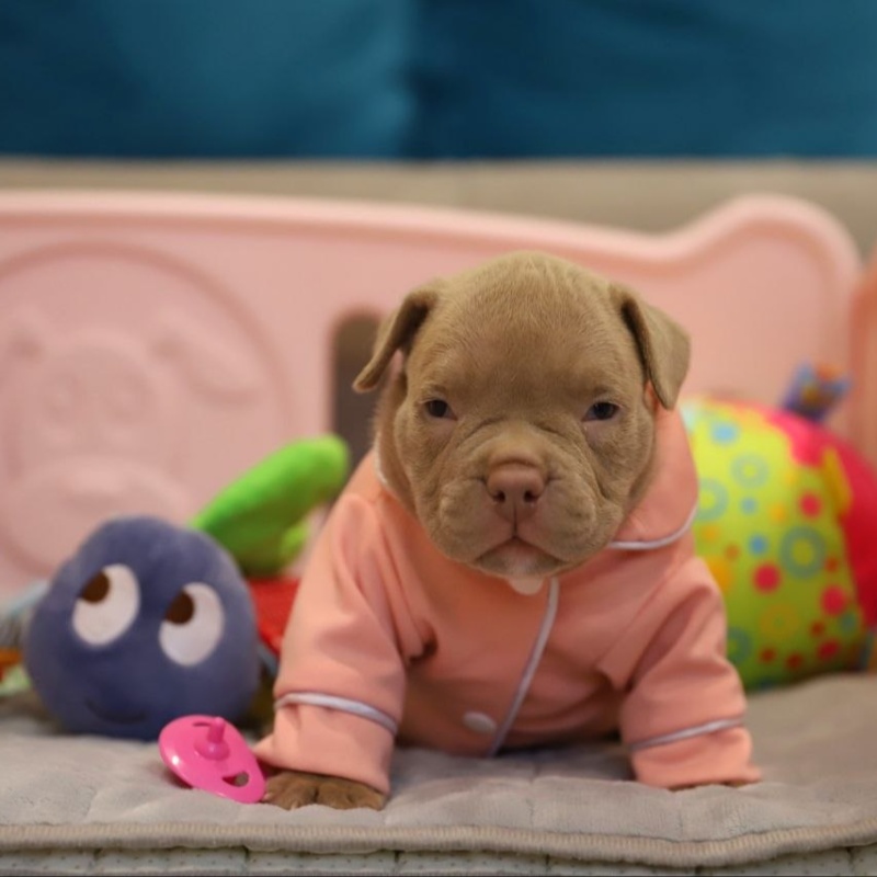 Лиловая сука