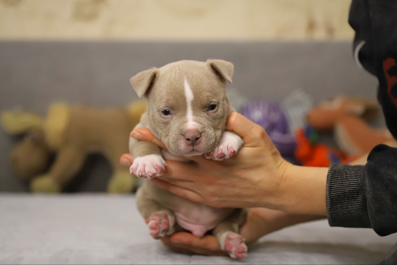 Лиловый кобель (2)